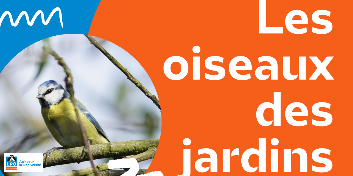 Initiation comptage Oiseaux des jardins
